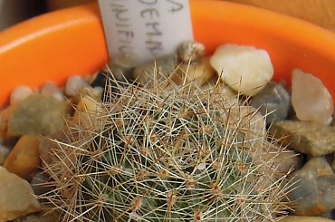 Rebutia pseudodeminuta carminifilamentosa #kaktusy