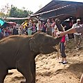Zabawy z maluchem #azja #słoń #tajlandia