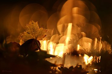 Wieczorem ... #wieczór #rośliny #makro #bokeh