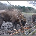 nerwowy bizon #zwierzęta