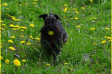 Your Kamrat Don Juan *Zibi* #łąka #pies #spacer #sznaucer