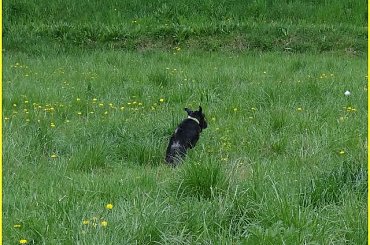 Your Kamrat Don Juan *Zibi* #łąka #pies #spacer #sznaucer