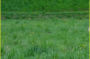 Your Kamrat Don Juan *Zibi* #łąka #pies #spacer #sznaucer