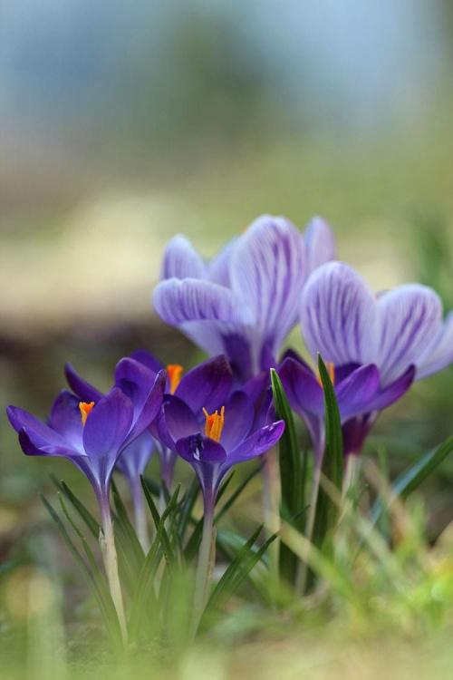 Wiosennie ... #fiołki #krokusy #kwiaty #wiosn