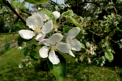 Maj na działce - kwitnące jabłonie