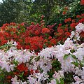 Rododendrony