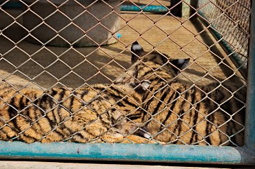 Z wizyta u tygrysów #azja #tajlandia #TigerKingdom #tygrys