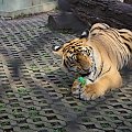 Z wizyta u tygrysów #azja #tajlandia #TigerKingdom #tygrys