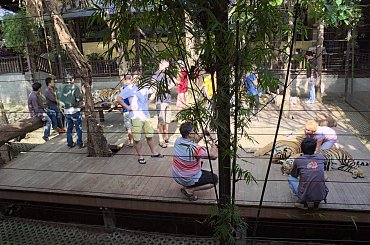 Z wizyta u tygrysów #azja #tajlandia #TigerKingdom #tygrys