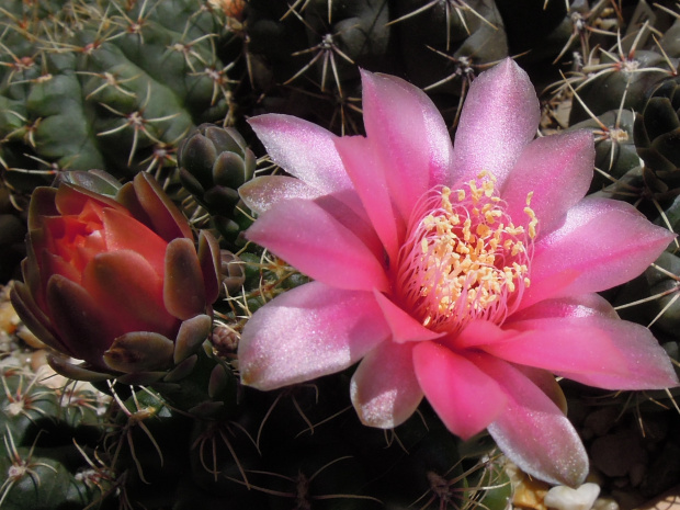 Gymnocalycium baldianum 5