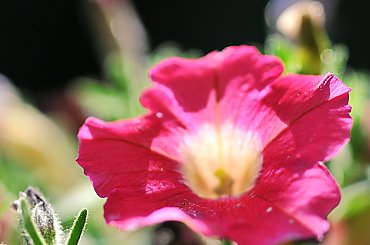 kwiaty,owady w macro #macro #owady #róze #kwiaty #alicjaszrednicka