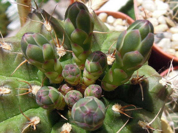 Gymnocalycium damsii #kaktusy