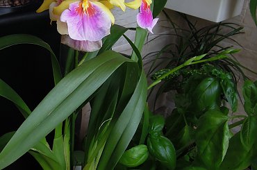 Miltonia #storczyki