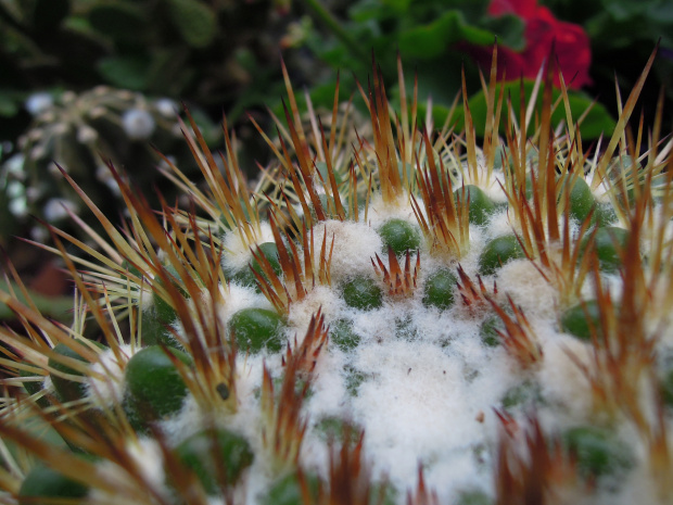 Notocactus roseoluteus #kaktusy