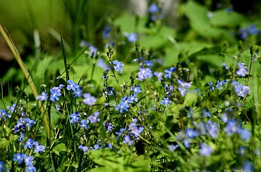 ... drobnica ... :) **** ulub. gonzki **** #kwiaty #łąka #ogród #przyroda #wiosna