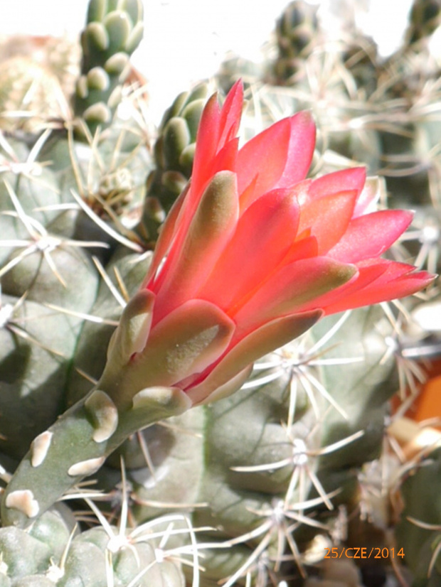 Gymnocalycium baldianum #kaktusy