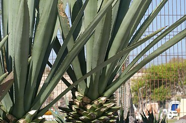 Wulkaniczna wyspa na Atlantyku, pełna kwiatów i zieleni. #Atlantic #Atlantyk #island #ocean #Teneriffe #Teneryfa #volcano #wulkan #wyspa