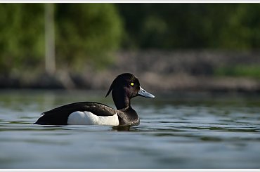 Kaczka Czernica też mieszka na Rybaczówce, widywałam ją już w ubiegłych latach, ale dopiero teraz postanowiła pokazać się w sposób umożliwiający zrobienie jej zdjęcia ... #KaczkaCzernica #Rybaczówka #StrzelceOpolskie
