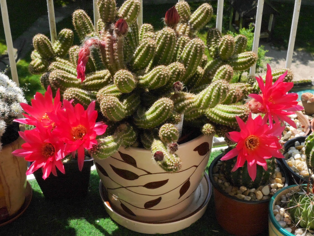 Chamaecereus #kaktusy