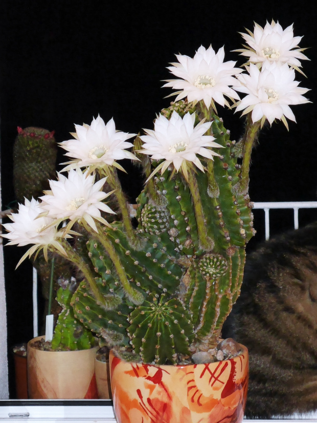 Echinopsis eyriesii #kaktusy