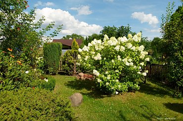 w moim ogrodzie ... #hortensje #krzewy #kwiaty #lato #ogód