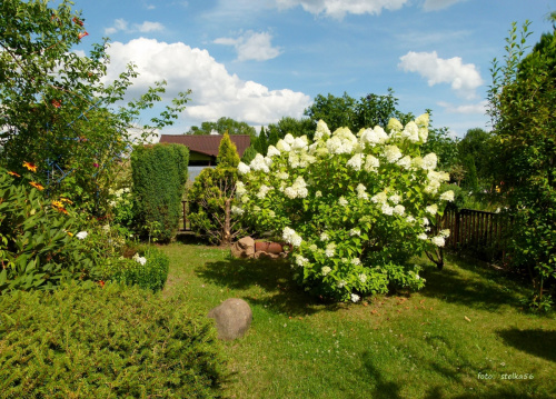 w moim ogrodzie ... #hortensje #krzewy #kwiaty #lato #ogód