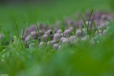 Na grzyby... #arietiss #flora #grzyb #natura