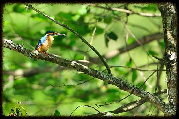 Wakacyjne spotkania z ptaszkami - zimorodek #dzięcioł #gąsiorek #kraska #sikorka