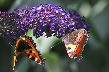 motyl na lewa strone:)) #motyle #natura #macro