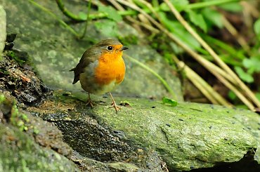 spotkanie z rudzikiem 2 #rudzik