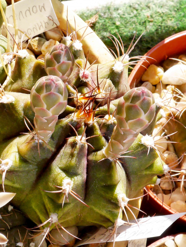 Gymnocalycium michanovichi #kaktusy