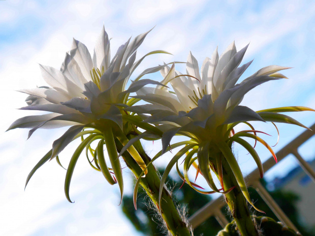 Echinopsis subdenudata #kaktusy