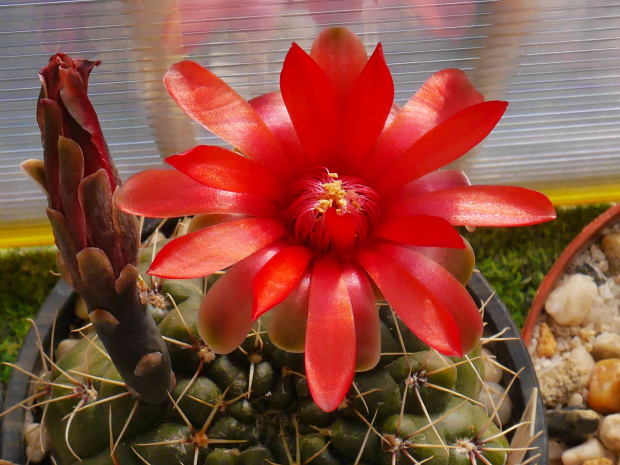 Gymnocalycium baldianum #kaktusy