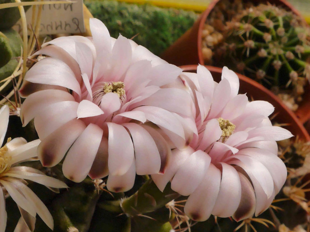 Gymnocalycium michanovichi #kaktusy