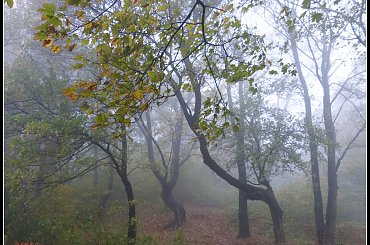 jesień i mgła #mgła