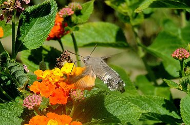 #Furczak #Motyl #Zwisakowate