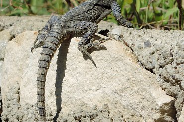 Jaszczurka (Turcja 2013) #Gady #Jaszczurki