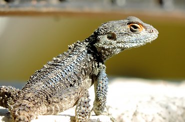 Jaszczurka (Turcja 2013) #Gady #Jaszczurki