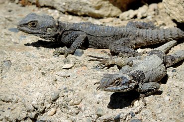 Jaszczurka (Turcja 2013) #Gady #Jaszczurki