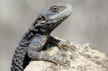 Jaszczurka (Turcja 2013) #Gady #Jaszczurki