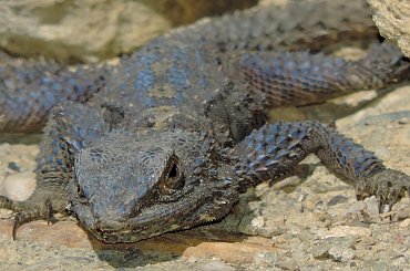 Jaszczurka (Turcja 2013) #Gady #Jaszczurki