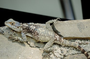 Jaszczurka (Turcja 2013) #Gady #Jaszczurki