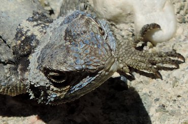 Jaszczurka (Turcja 2013) #Gady #Jaszczurki