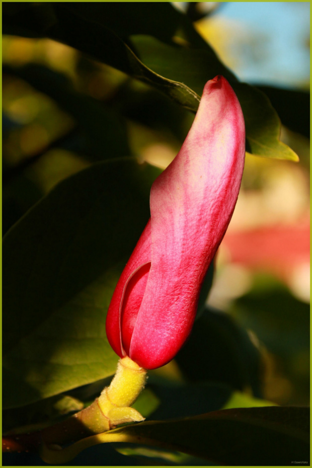 Magnolia ... zakwitła ponownie #Magnolia #kwiat