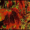 jesienna farba spłynęła już z liści #jesień #liście