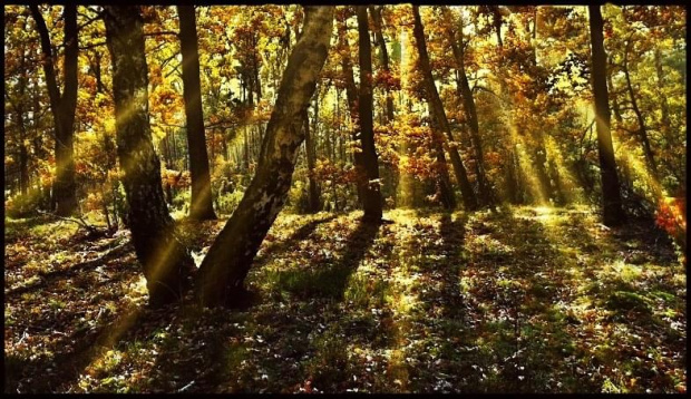 spacerkiem po jesiennym lesie #las #jesień #natura