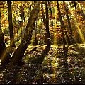 spacerkiem po jesiennym lesie #las #jesień #natura