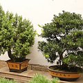 Drzewka Bonsai (penjing)