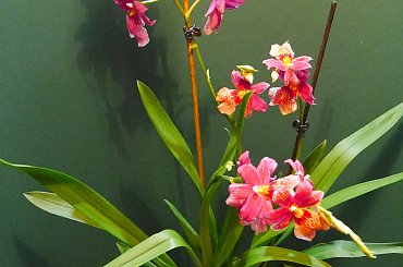 Cambria Burrageara Nelly Isler #storczyki