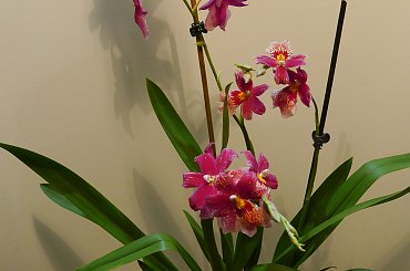 Cambria Burrageara Nelly Isler #storczyki